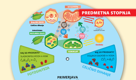 didakticni-pripomocki/fotosinteza-dihanje_01